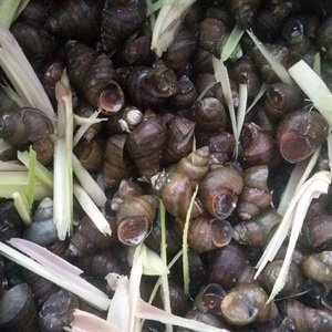 Ốc xào dừa