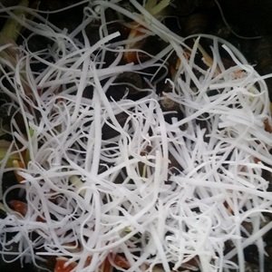 Ốc xào dừa