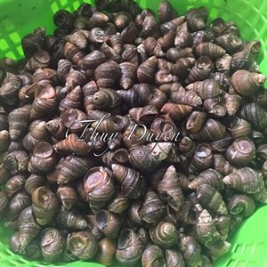 Cách nấu bún ốc Hà Nội - ảnh 1.